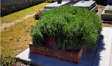 Jardin sauvage